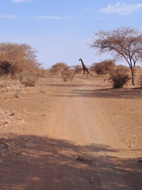 Giraffe walking along a dirt road in a dry open setting.