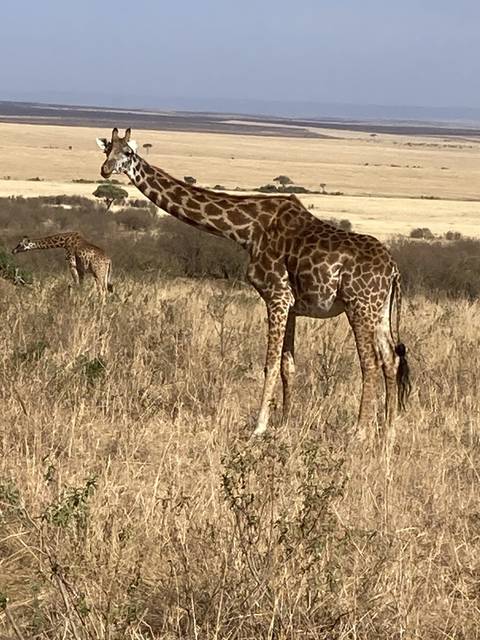 Giraffe standing in the savannah.