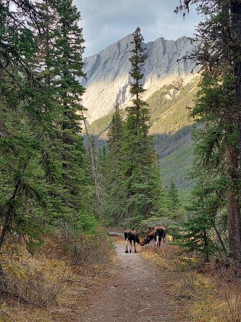 Two moose walking on a forest trail surrounded by mountains.
