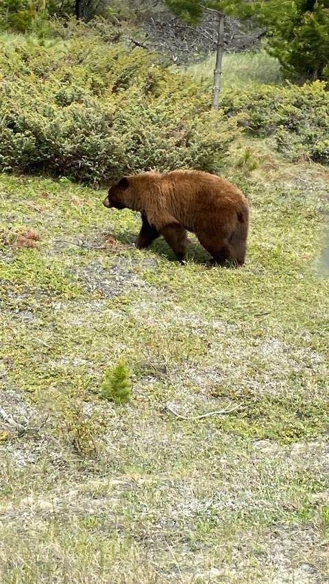       Brown bear foraging in a grass-covered landscape.
  