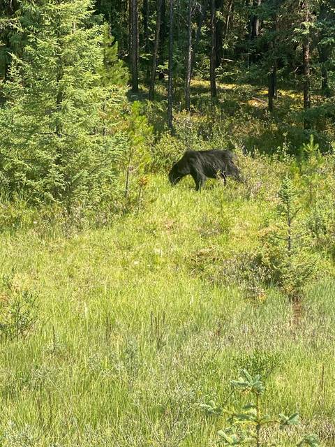 A black bear in a grassy area surrounded by forest.