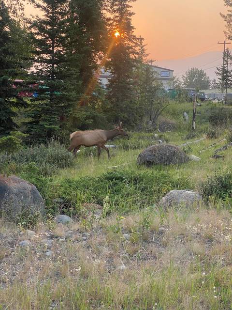       A deer standing in a grassy field during sunset.
  