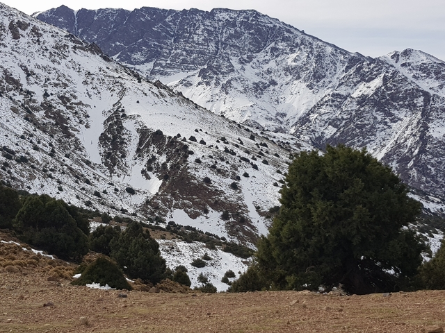 Snow-covered mountainous landscape with trees.