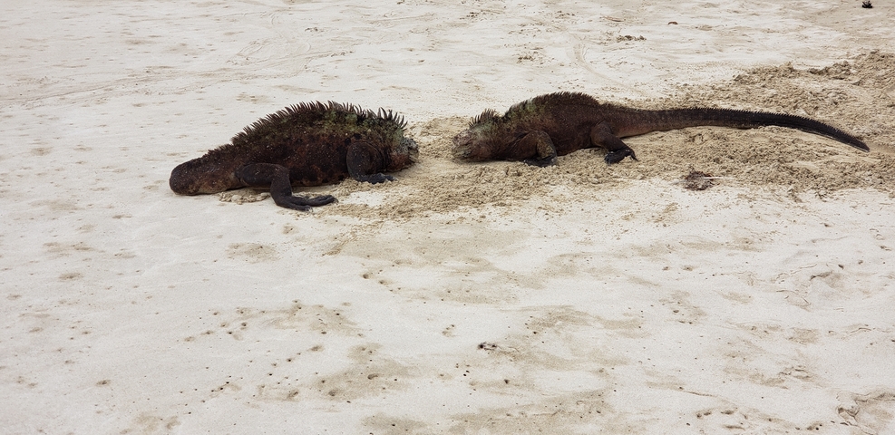       Marine iguanas resting on the sand.
  