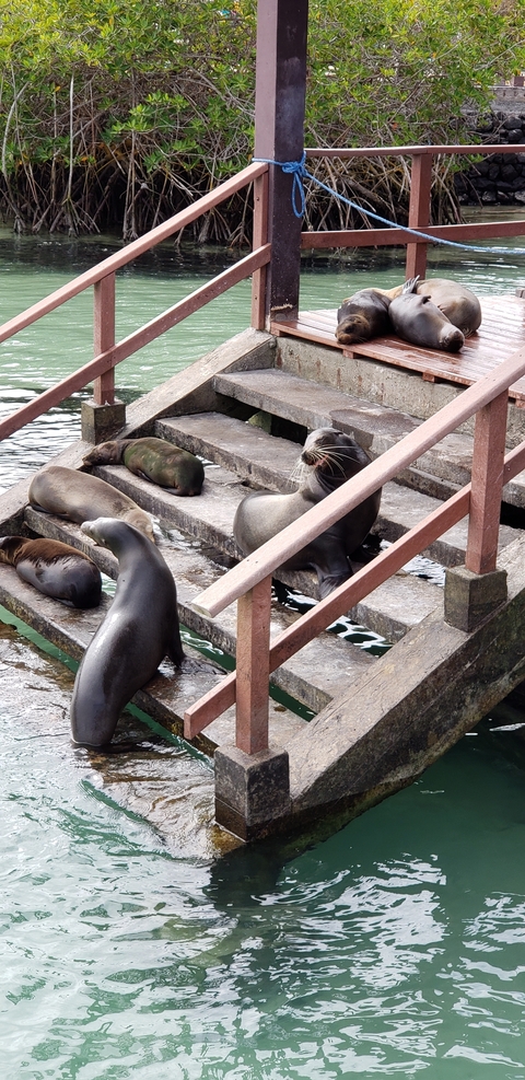       Sea lions resting on steps near the water.
  
