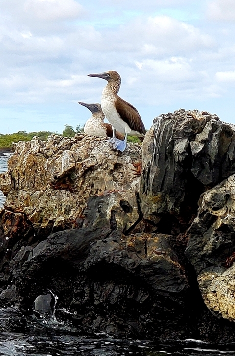       Photo d'avis client sur Découverte des Galápagos 
  