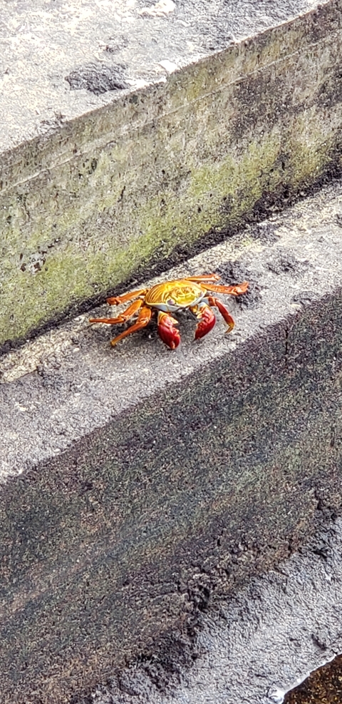       Close-up of a colorful crab on a rock surface.
  