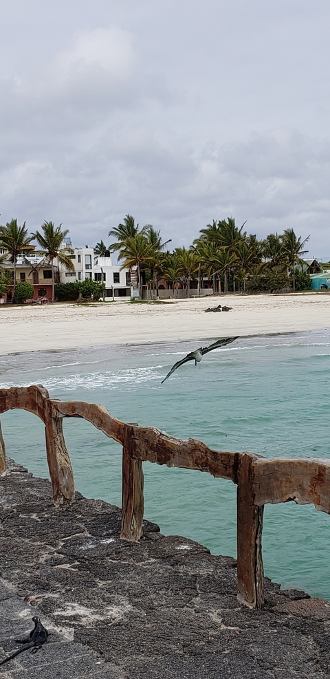       Seaside with a bird flying over the water and beach.
  