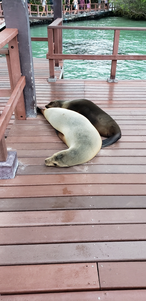       Sea lions resting on a boardwalk.
  