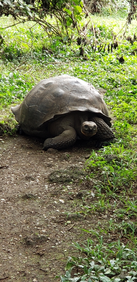      Giant tortoise on a grassy area.
  