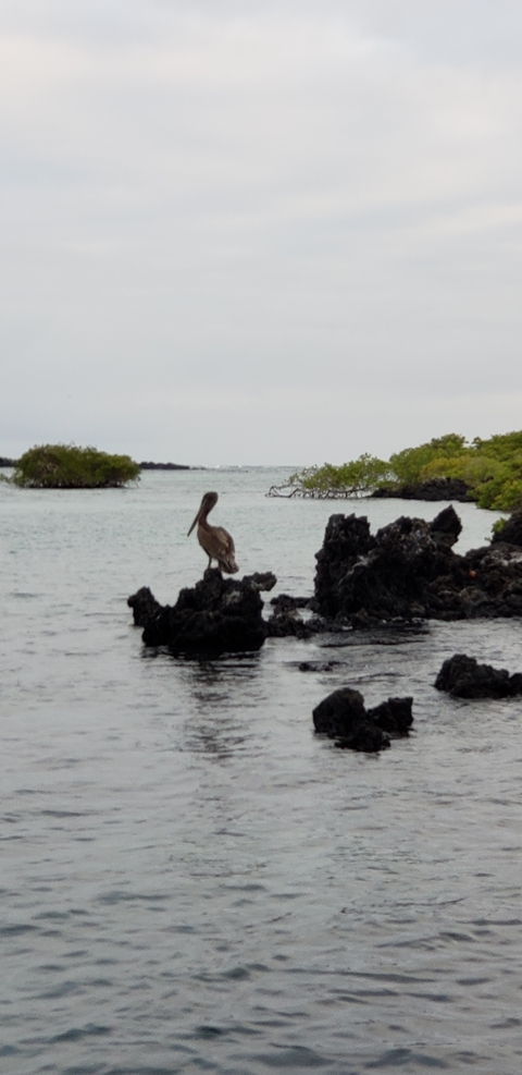       Seabird on volcanic rock by the sea.
  