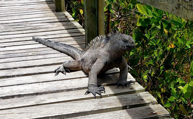       Marine iguana on a wooden walkway.
  
