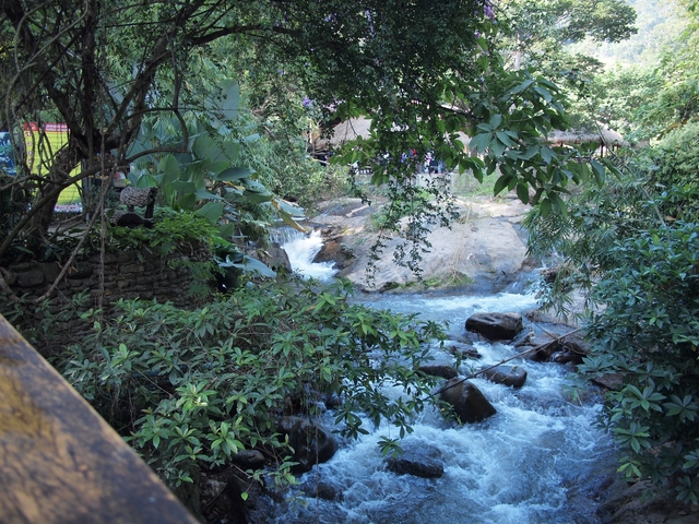 River flowing through a lush forest with rocks