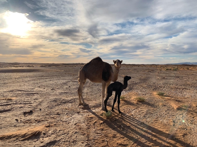       Camel and calf in a desert landscape during sunset.
  