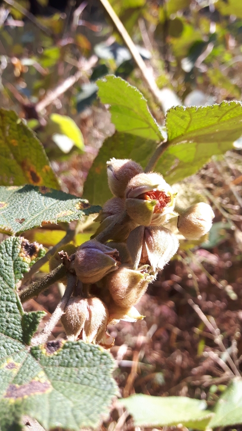 Close-up of a flower bud with leaves.