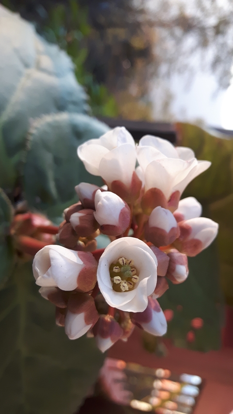 Close-up of white flowers.