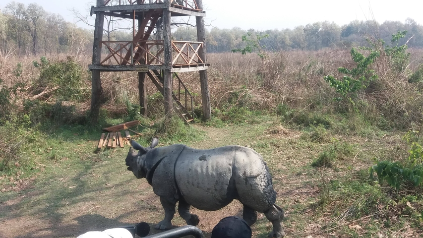 A rhinoceros walking past a watchtower in a grassy area.