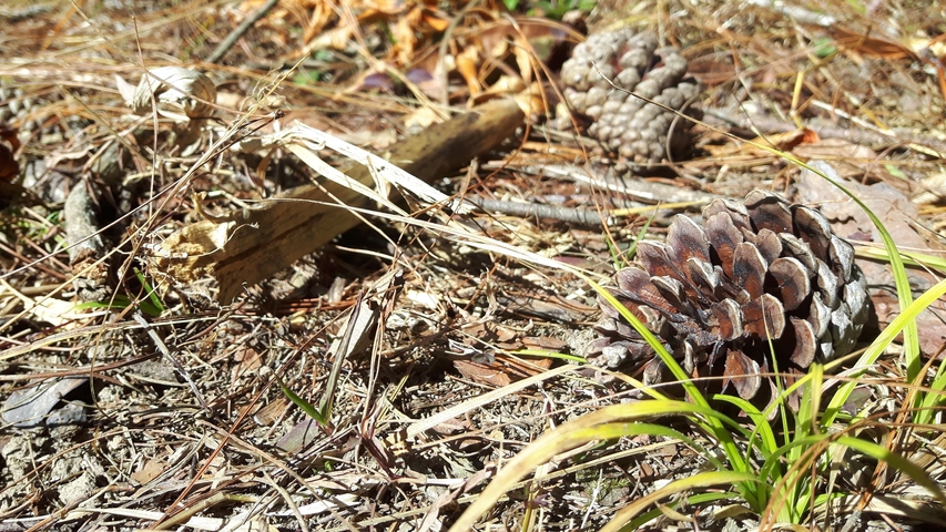 Pine cones and leaves on the ground.