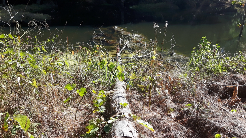 Vegetation near a small body of water.