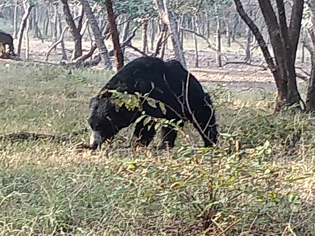A bear wandering in a forested area.