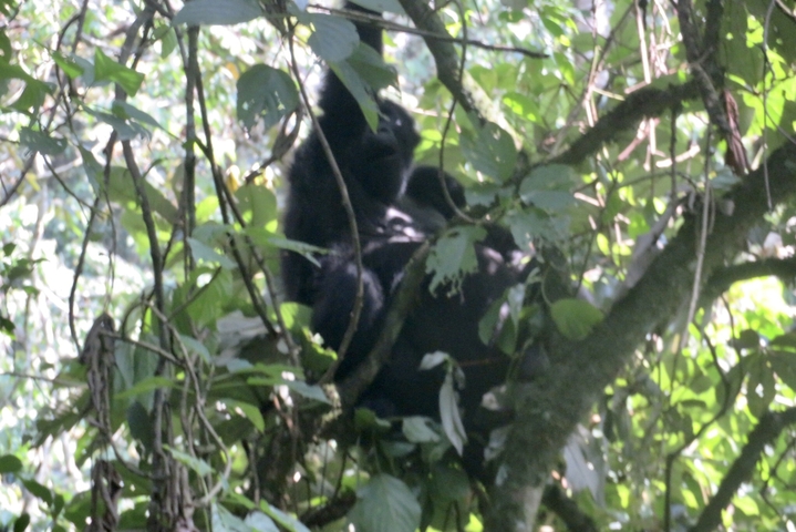 Gorilla in a tree, partially hidden by foliage.