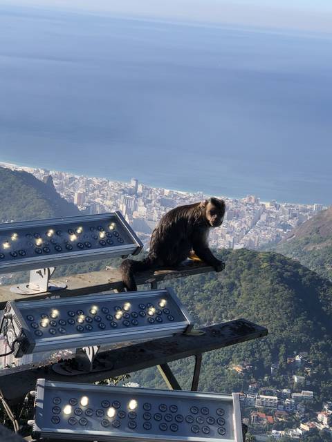 Monkey sitting on a structure with cityscape in the background.