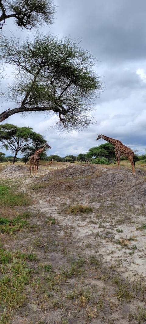       Giraffes standing on grassy terrain with trees.
  