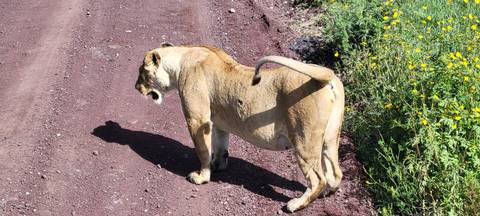       Upside-down image of a lioness lying on a dirt path.
  
