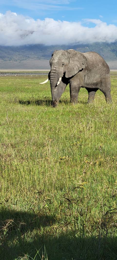       Elephant standing on grass in a natural setting.
  