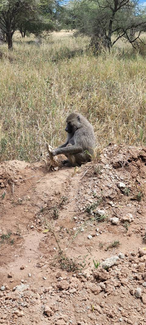       A baboon sitting on the ground near grassy vegetation.
  