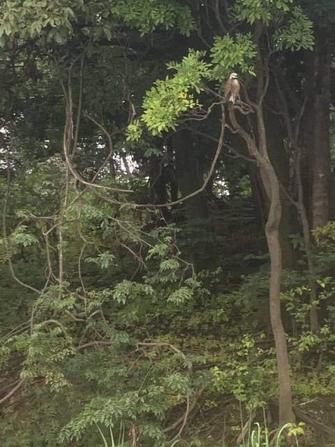 Bird perched on a tree branch in dense foliage.