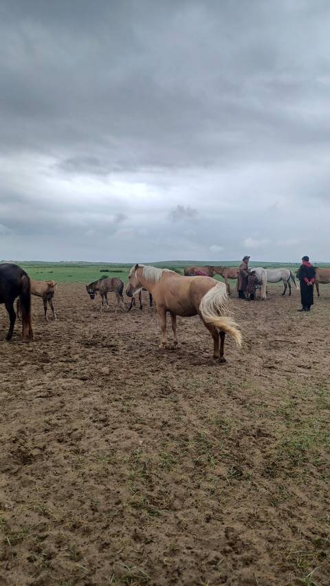Horses on a dirt field with cloudy sky above.