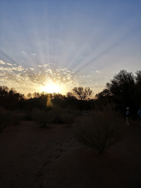 Sunset through silhouetted trees in a forested area.