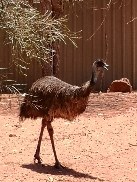 Close-up of an emu standing on a dirt ground.