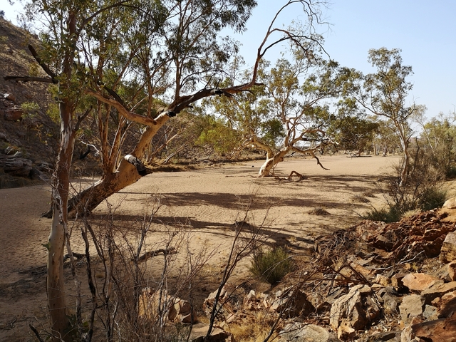 Trees and bushes in a dry riverbed.