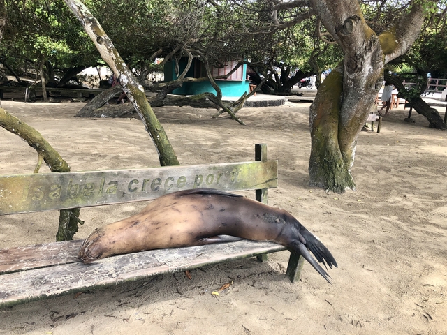Sea lion lying on a wooden bench under trees