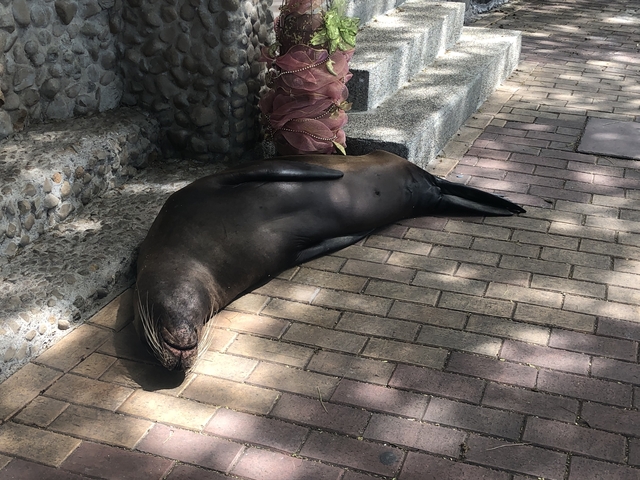 Sea lion resting on a paved surface under shaded trees