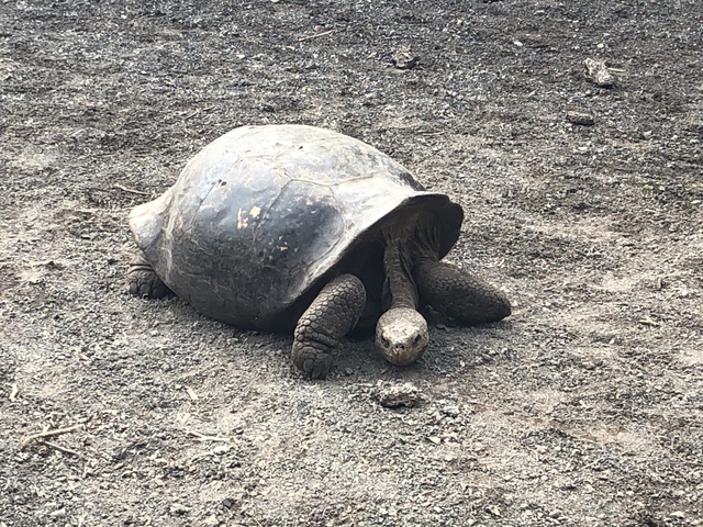 Giant tortoise resting on rocky terrain