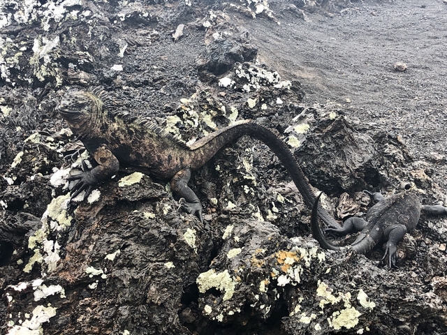 Marine iguanas on rocky terrain