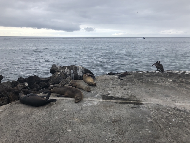 Group of sea lions resting on a concrete pier near the ocean