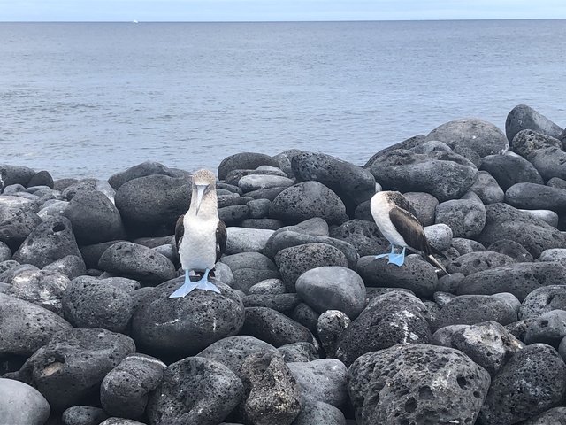 Two blue-footed boobies standing on rocky terrain