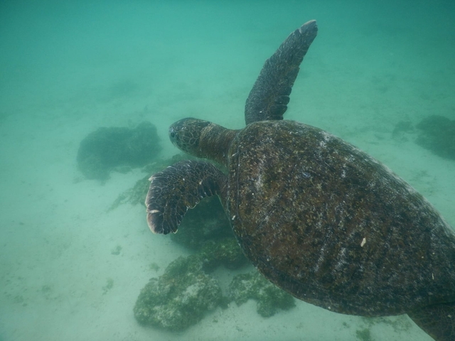 Swimming sea turtle in clear water with a sandy bottom