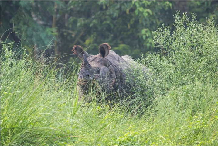 Close-up of a rhinoceros partially hidden in tall grass.