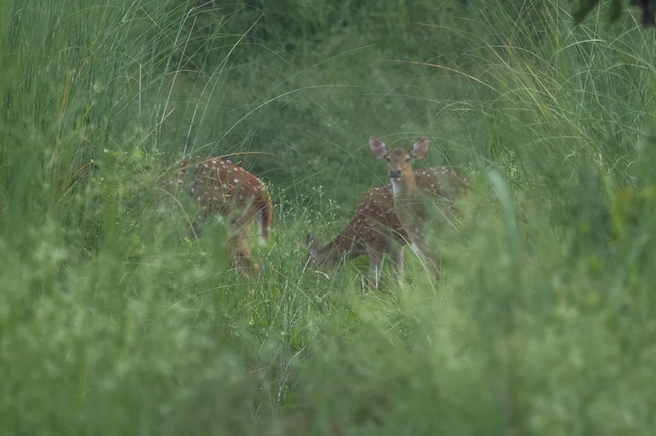Deer grazing in a meadow.