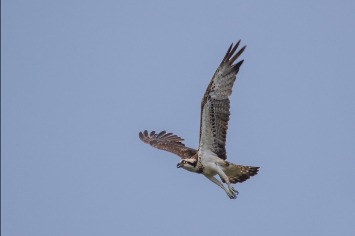 Bird in flight against a clear blue sky.