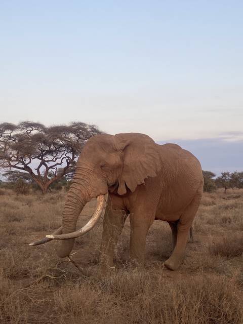       Elephant in a savanna landscape.
  