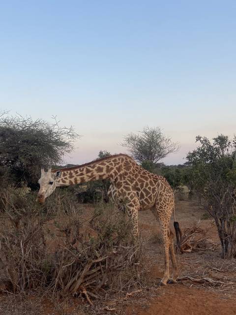      Giraffe grazing in a savanna landscape.
  
