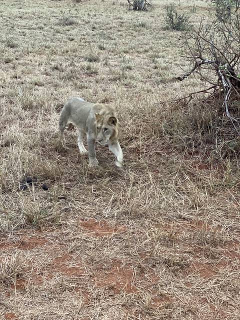       Lioness walking in a grassy area.
  