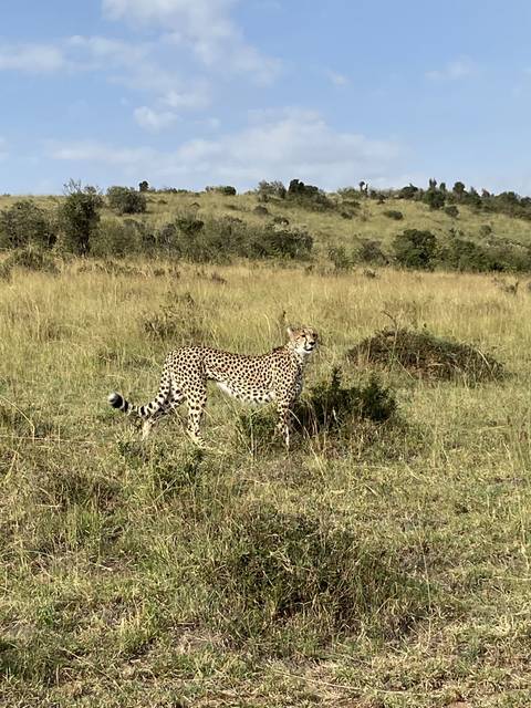 Cheetah lying on grassy field.