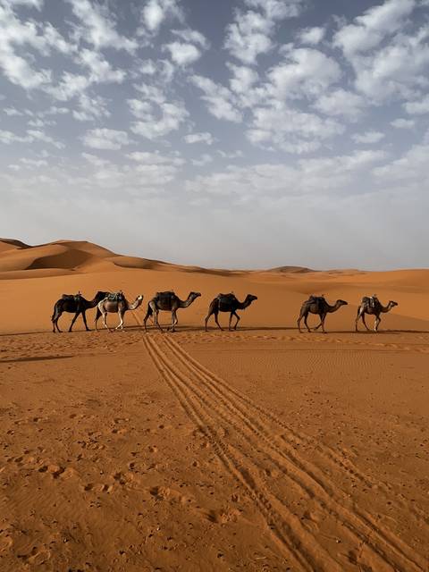 Camel caravan walking across desert sand dunes.